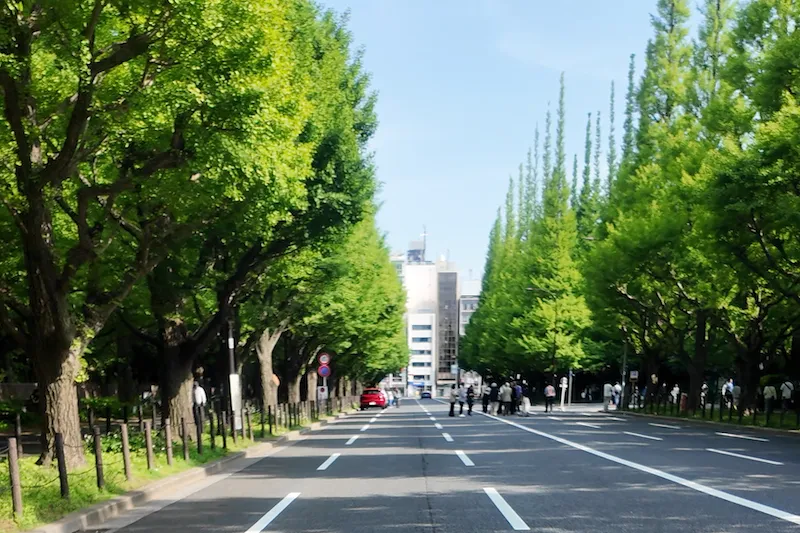 Meiji Jingu Gaien Ginkgo Avenue